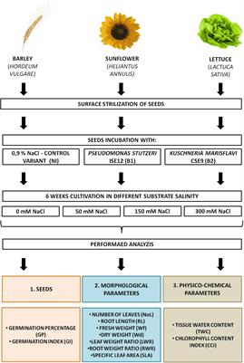 Pseudomonas stutzeri and Kushneria marisflavi Alleviate Salinity Stress-Associated Damages in Barley, Lettuce, and Sunflower